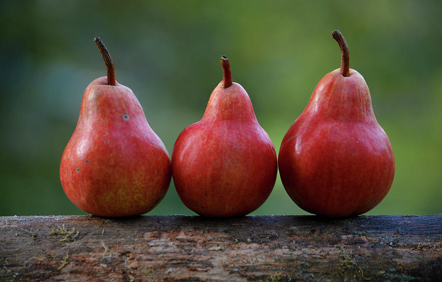 Three Pears Photograph