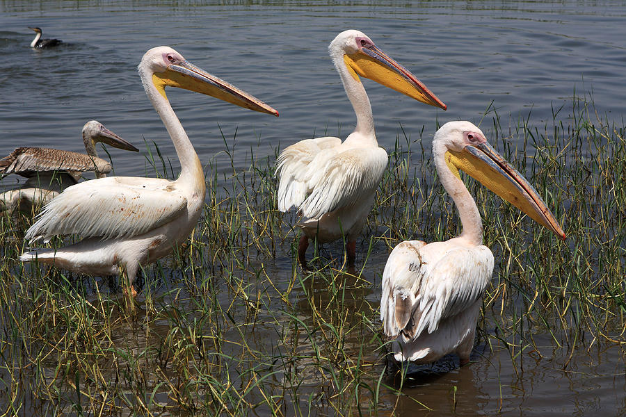 Three Pelicans Photograph by Aidan Moran