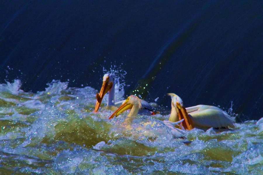 Three Pelicans Bobbing In The Water Photograph