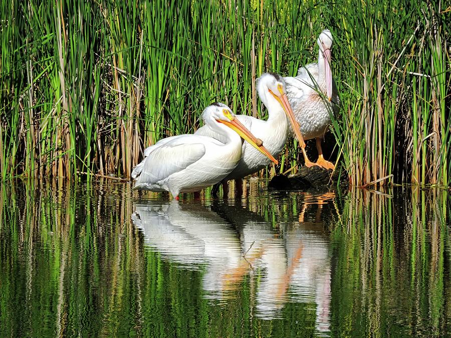 Three Pelicans Photograph by Connor Beekman