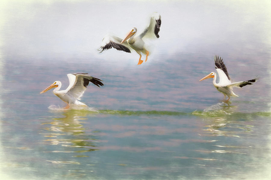 Three Pelicans Photograph by James BO Insogna