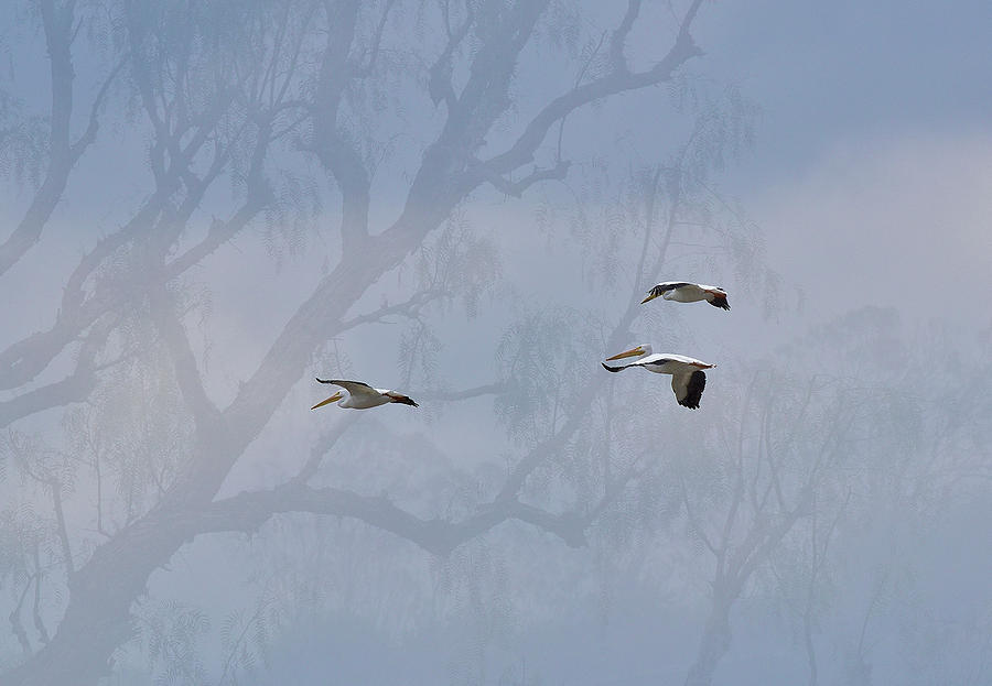 Three Pelicans on Faded Tree Background Digital Art by Linda Brody