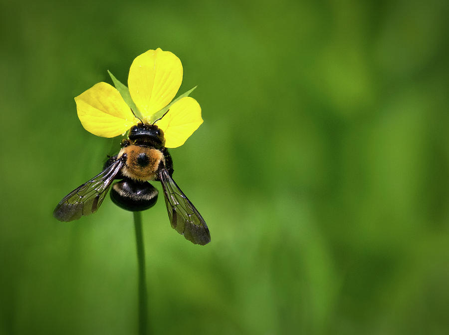 Three Petal Bee Photograph by Art Cole