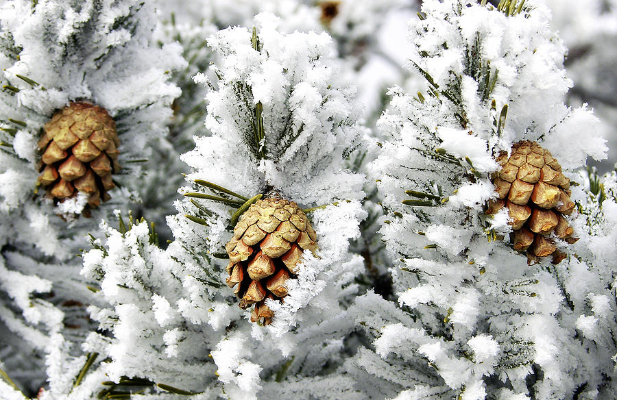 Three Pinecones Photograph by Marilyn Hunt