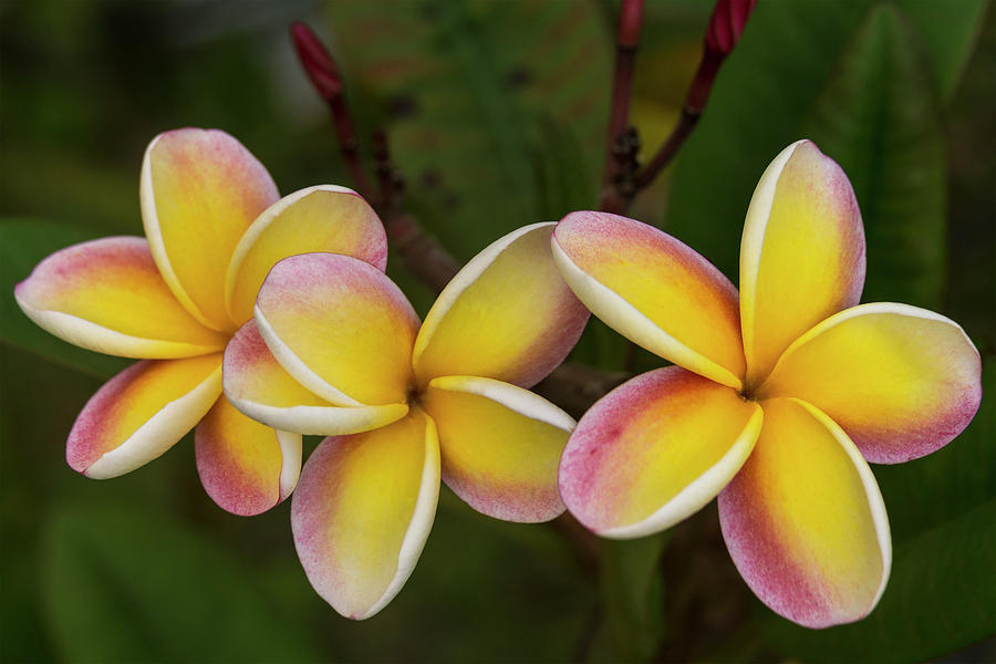 Still Life Photograph - Three Pink And Yellow Plumeria Flowers - Hawaii by Brian Harig