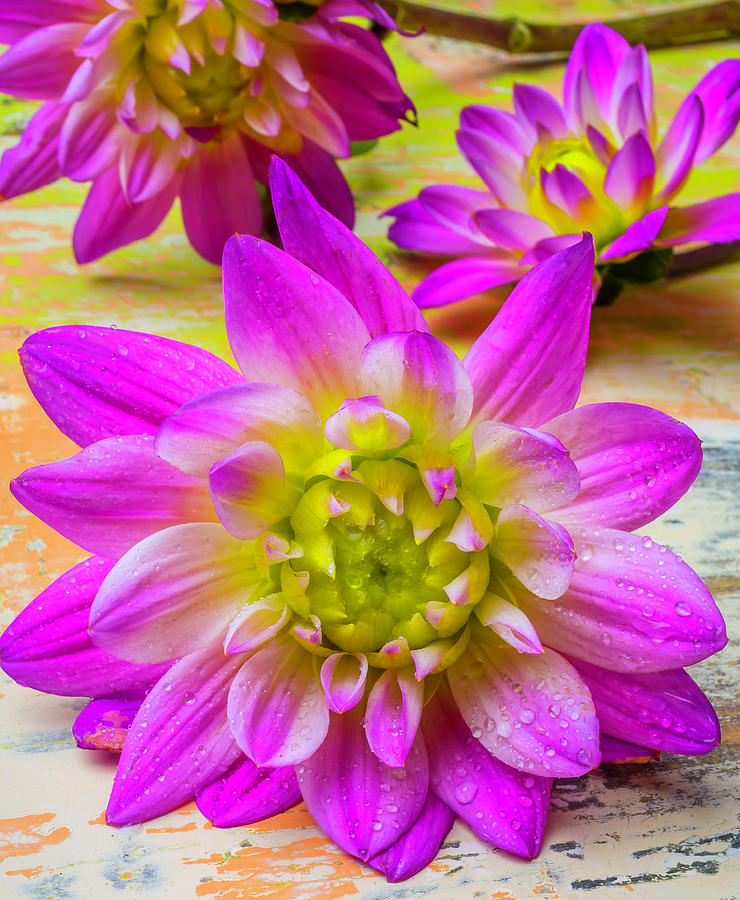 Three Pink Dahlias Photograph by Garry Gay