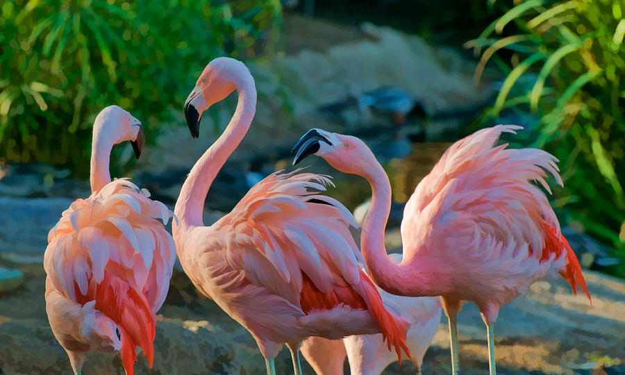 Three Pink Flamingos Strutting Their Stuff Photograph by Ginger Wakem