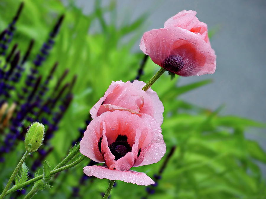 Three Pink Poppies with Raindrops Photograph by Lyuba Filatova