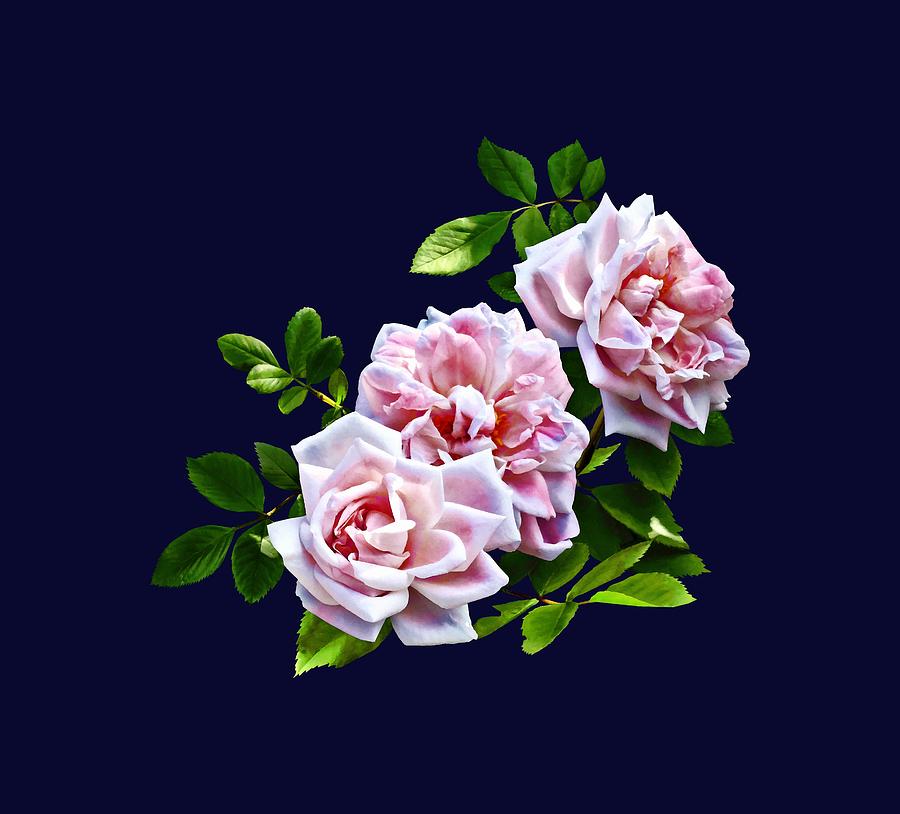 Rose Photograph - Three Pink Roses With Leaves by Susan Savad