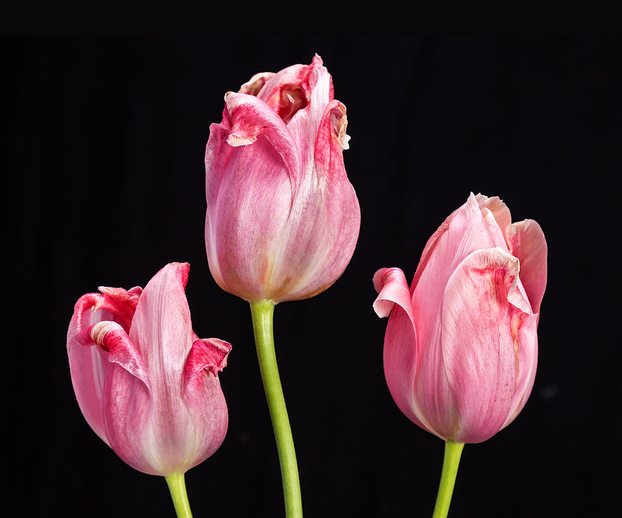 Three Pink Tulips On Black Photograph by James BO Insogna