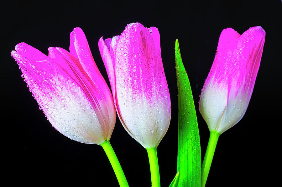Three Pink White Tulips Photograph by Garry Gay