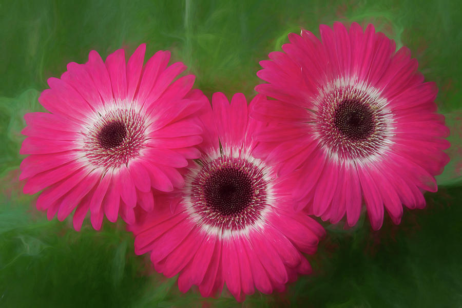 Flower Photograph - Three Pinkies by James BO Insogna