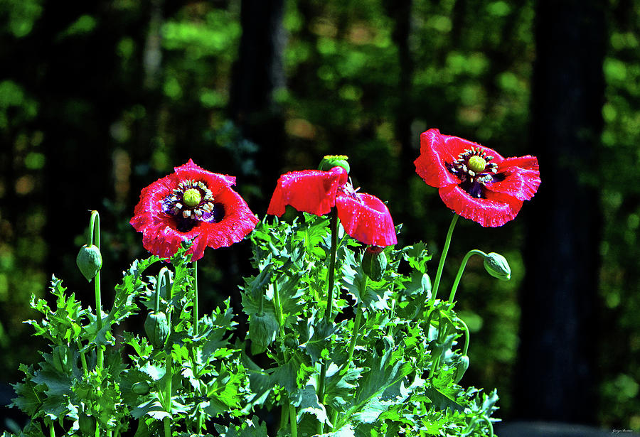 Three Poppies 001 Photograph by George Bostian