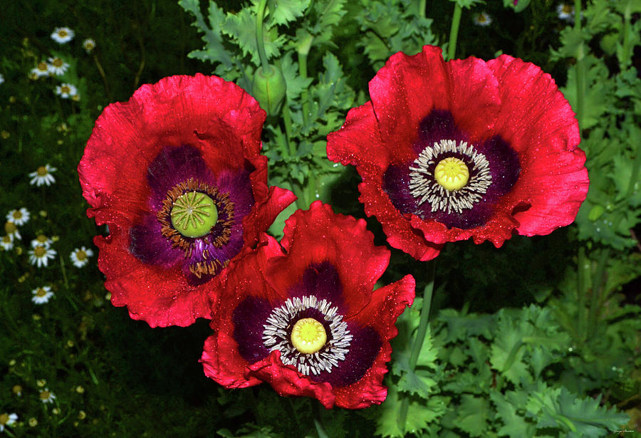Three Poppies 002 Photograph by George Bostian