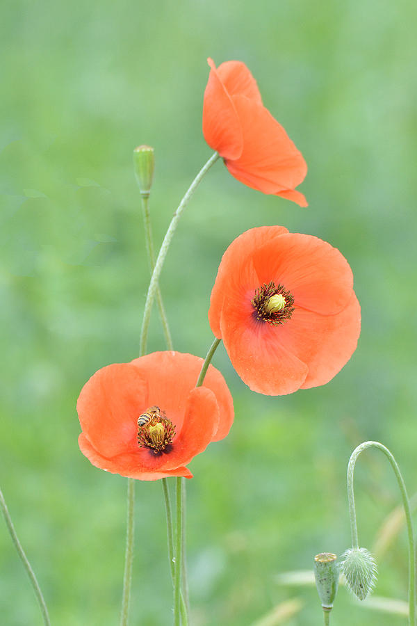 Three Poppies One Bee Photograph by Alan Lenk