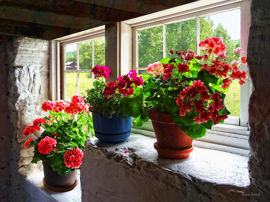 Three Pots of Geraniums on Windowsill Photograph by Susan Savad