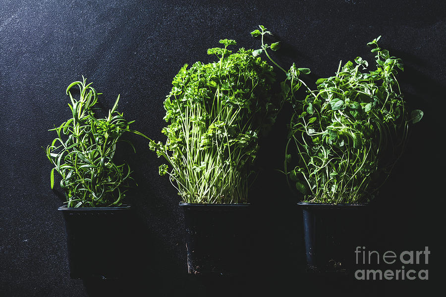 Three pots with different herbs on black background Photograph by Michal Bednarek
