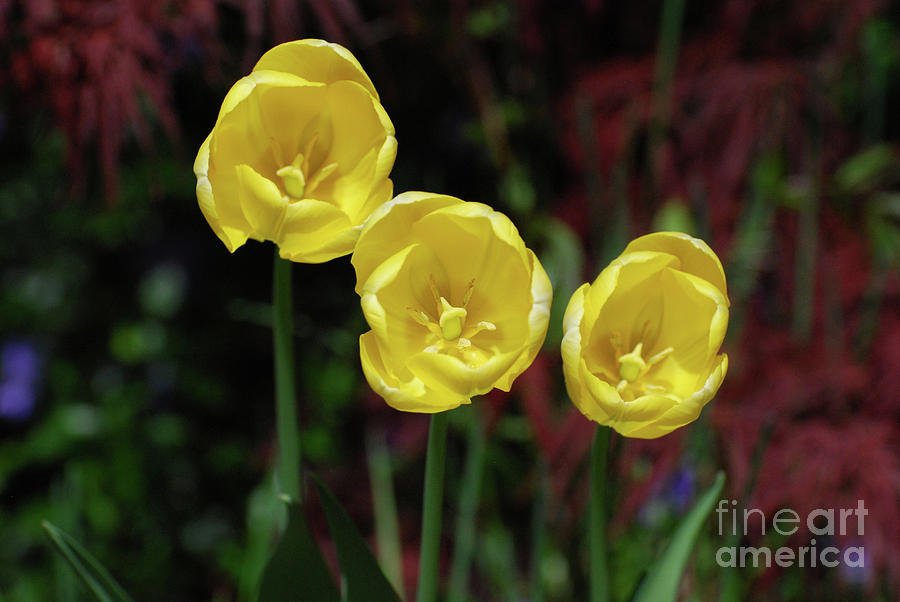 Three Pretty Blooming Yellow Tulips in a Garden Photograph by DejaVu Designs