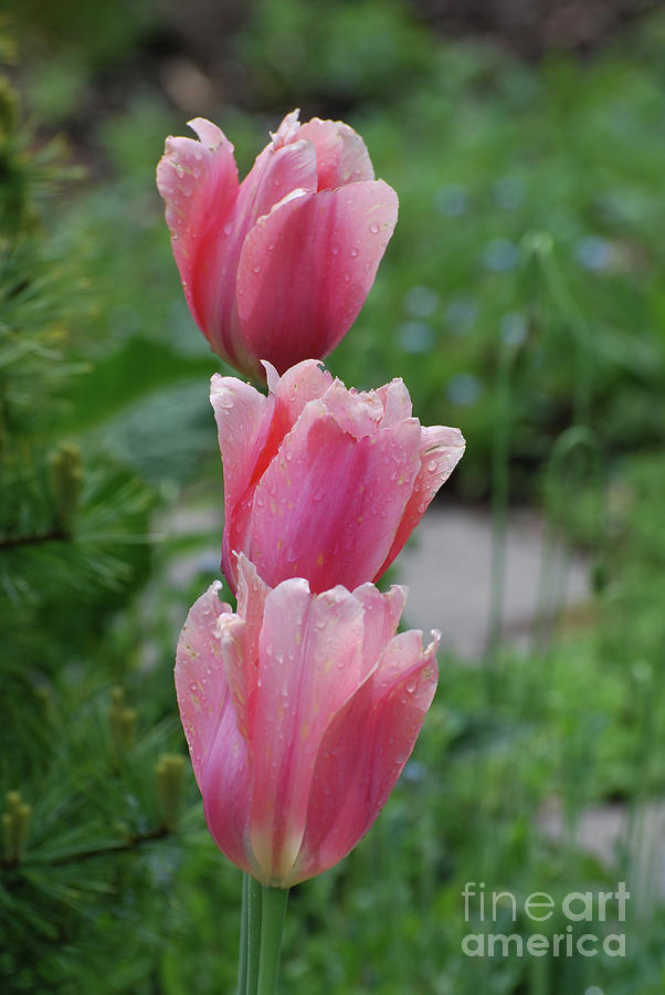 Three Pretty Pink Flowering Tulips in a Garden Photograph by DejaVu Designs