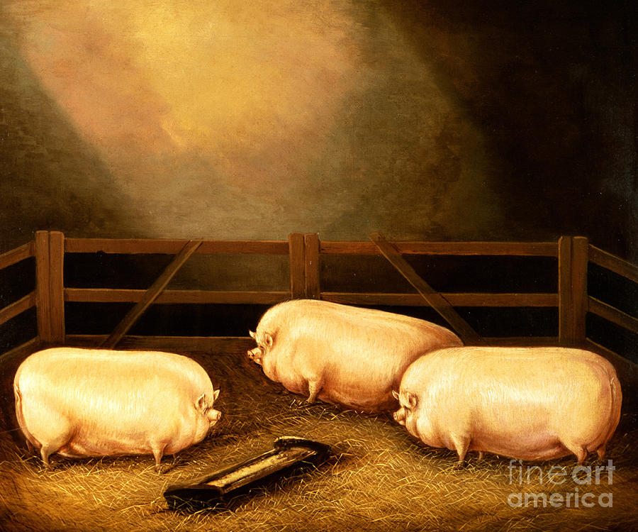Pig Painting - Three Prize Pigs by English School
