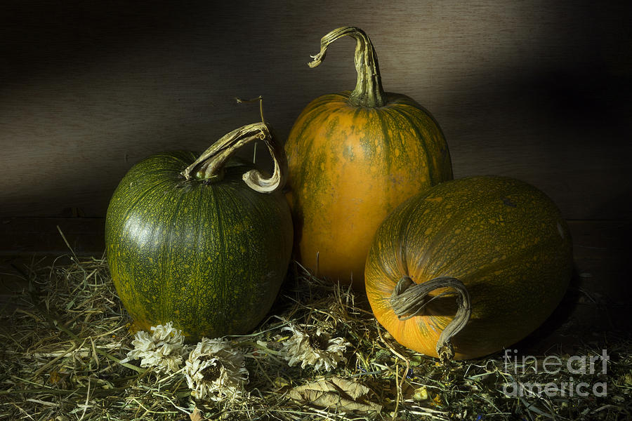 Pumpkin Photograph - Three Pumpkins and Dried Daisies by Ann Garrett