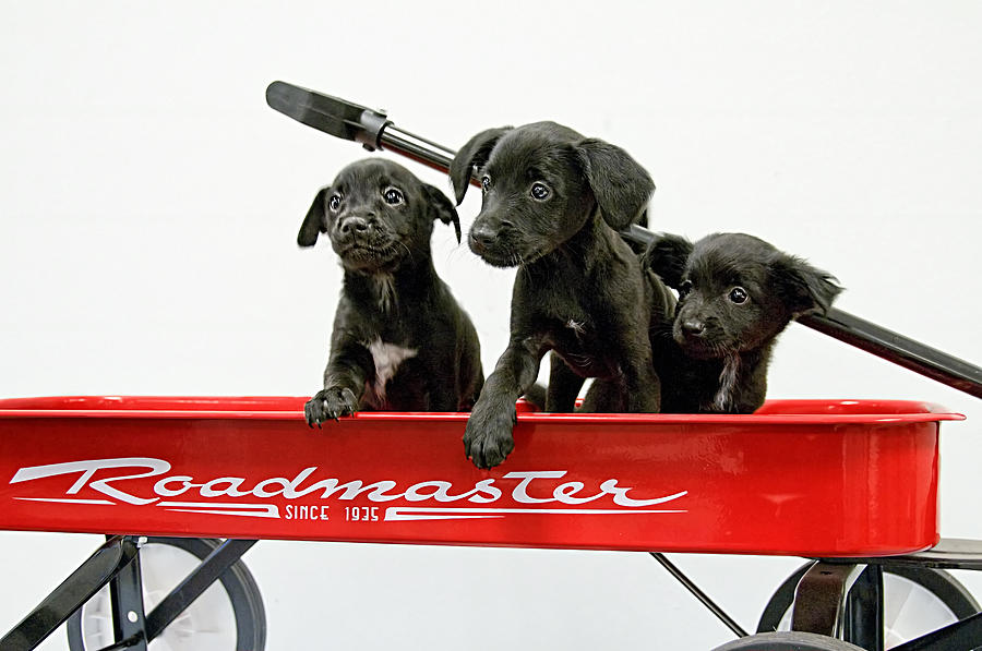 Three Puppies in a Red Wagon Photograph by Mitch Spence