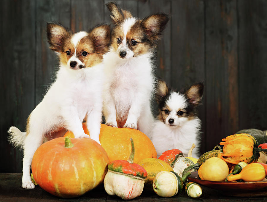 Dog Photograph - three puppy with pumpkin by Iuliia Malivanchuk by Iuliia Malivanchuk