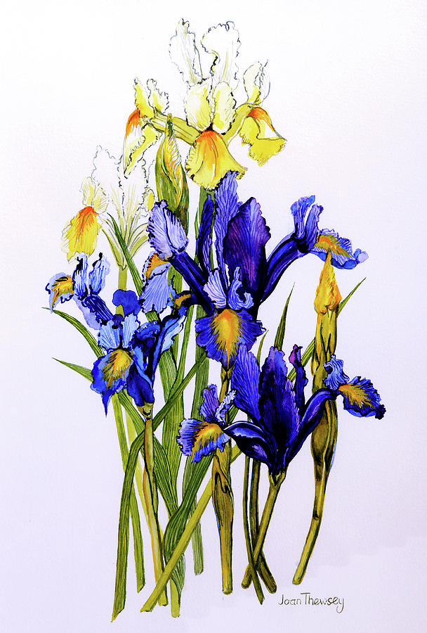 Three Purple and Two Yellow Iris with Buds Painting by Joan Thewsey
