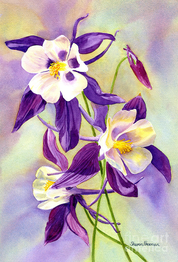 Flower Painting - Three Purple Columbine Blossoms by Sharon Freeman