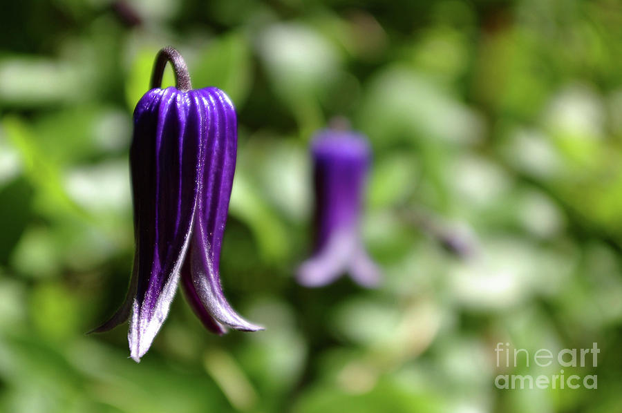 Three Purple Flowers- Leech Botanical Garden Photograph by Rick Bures