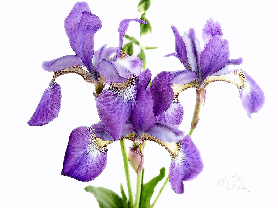 Three Purple Japanese Irises Photograph by Louise Kumpf