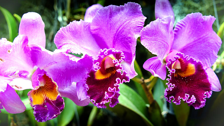 Three Purple Orchids Photograph by Joseph Hollingsworth