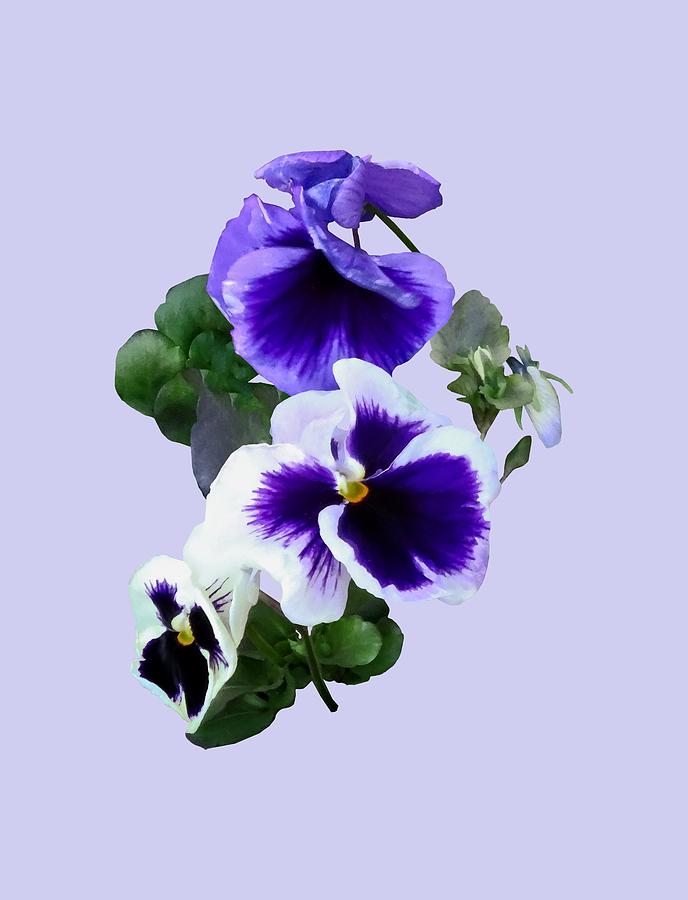 Three Purple Pansies in a Row Photograph by Susan Savad