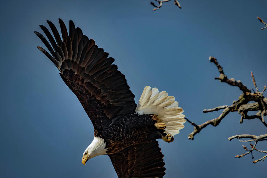 Three Quarter Eagle  Photograph by Ray Congrove