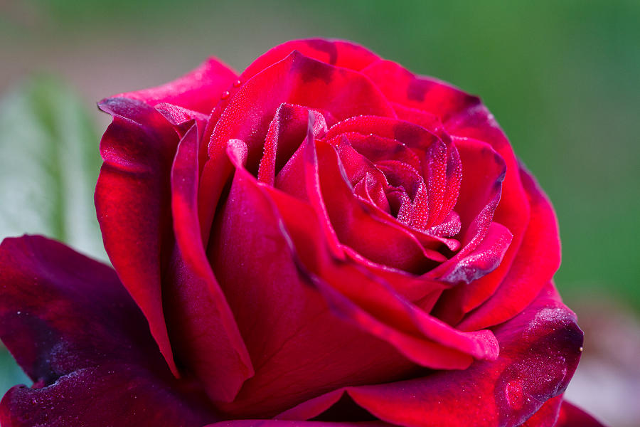 Three Quarter View Happy Red Rose Photograph by Dina Calvarese