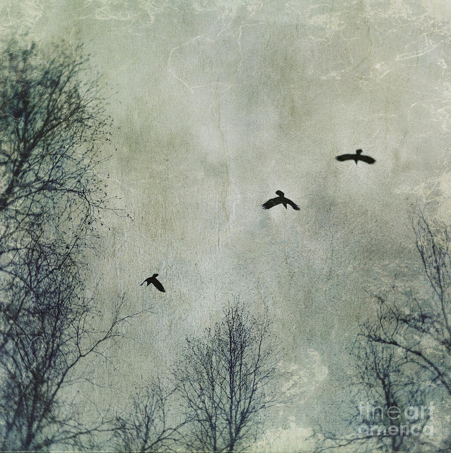 Winter Photograph - Three Ravens by Priska Wettstein