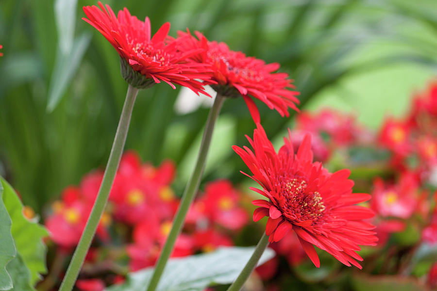 Flower Photograph - Three Red Gerberas II by Suzanne Gaff