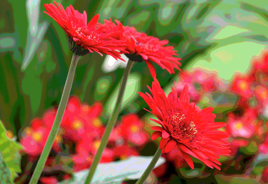 Three Red Gerberas Posterized II Photograph by Suzanne Gaff