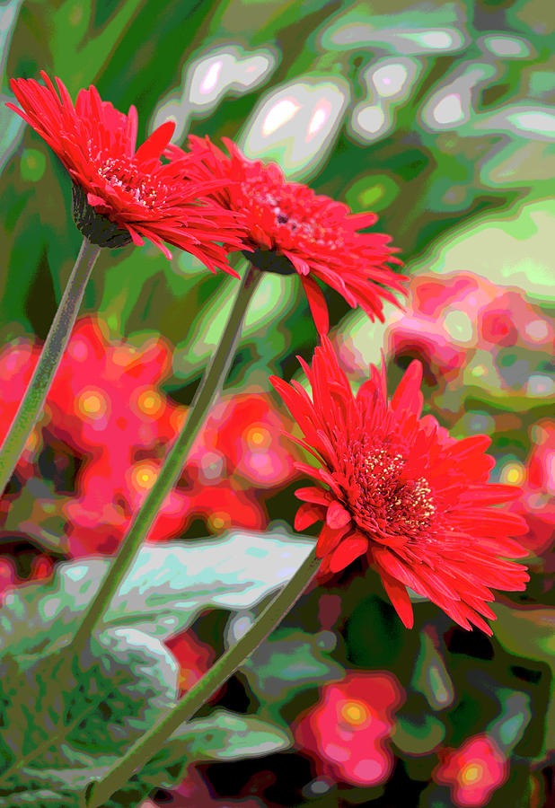 Three Red Gerberas Posterized Photograph by Suzanne Gaff