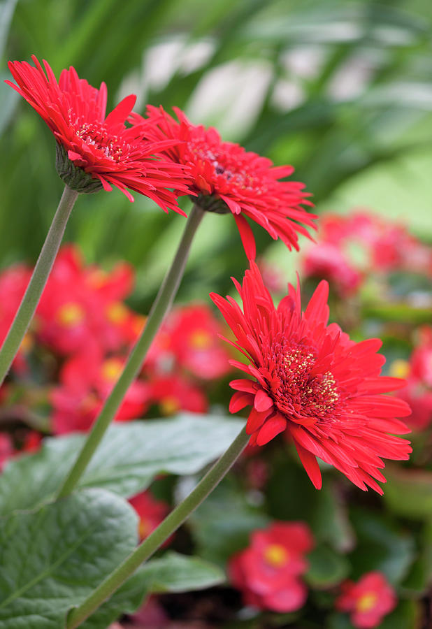 Three Red Gerberas Photograph by Suzanne Gaff