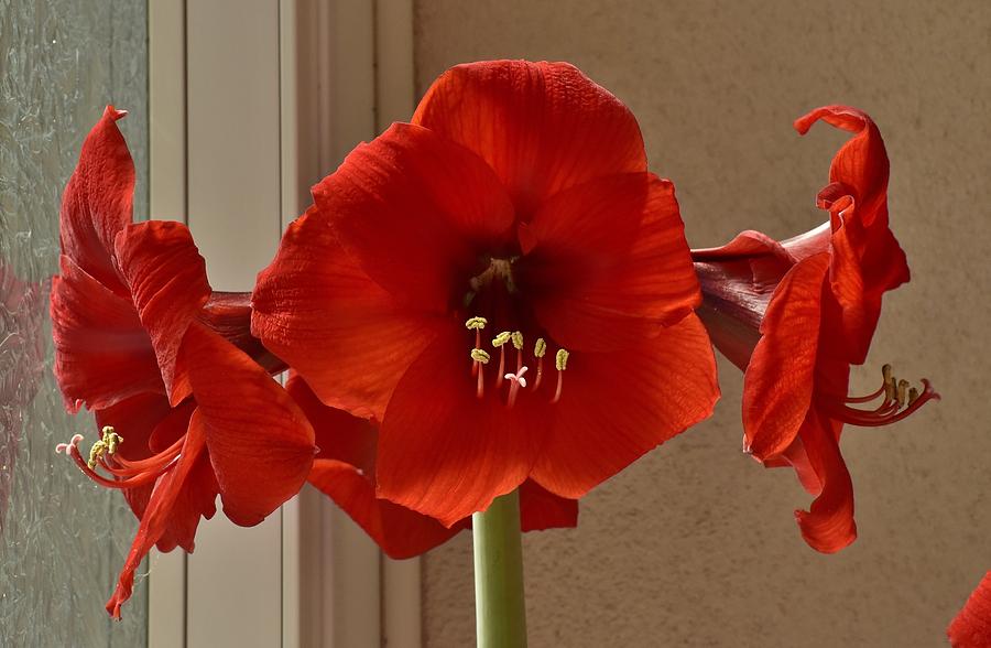 Three Red Amaryllis Flowers  Photograph by Linda Brody