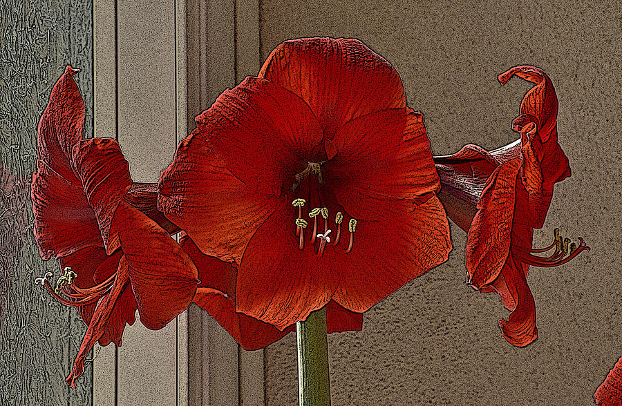 Three Red Amaryllis Flowers Posterized Digital Art by Linda Brody