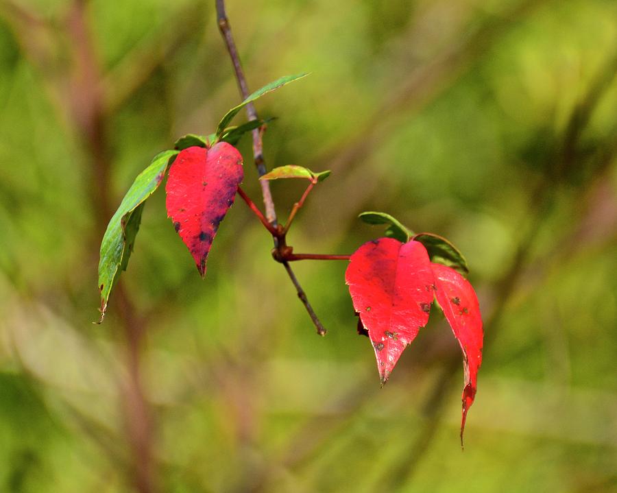 Three Red Leaves Photograph by Carol Bradley