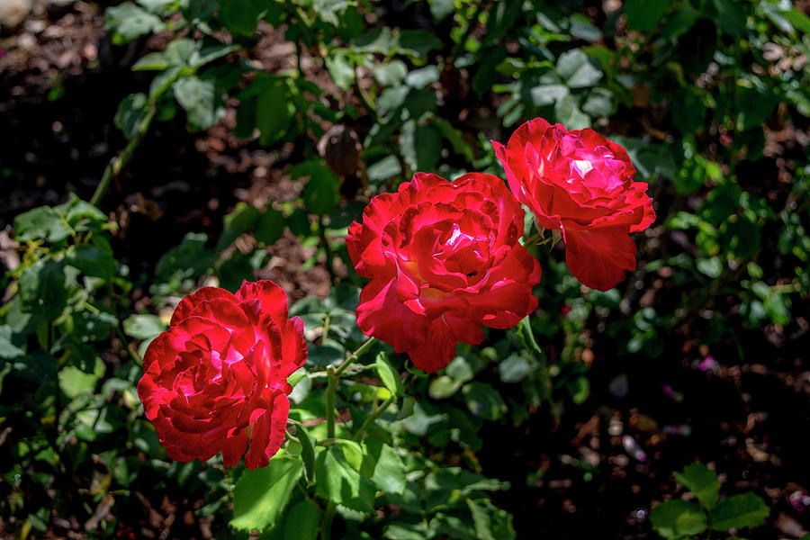 Three Red Roses Photograph by Gene Parks