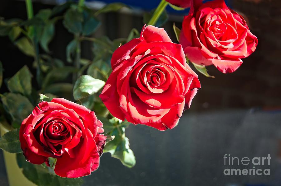 Three red roses in full bloom. Photograph by Geoff Childs
