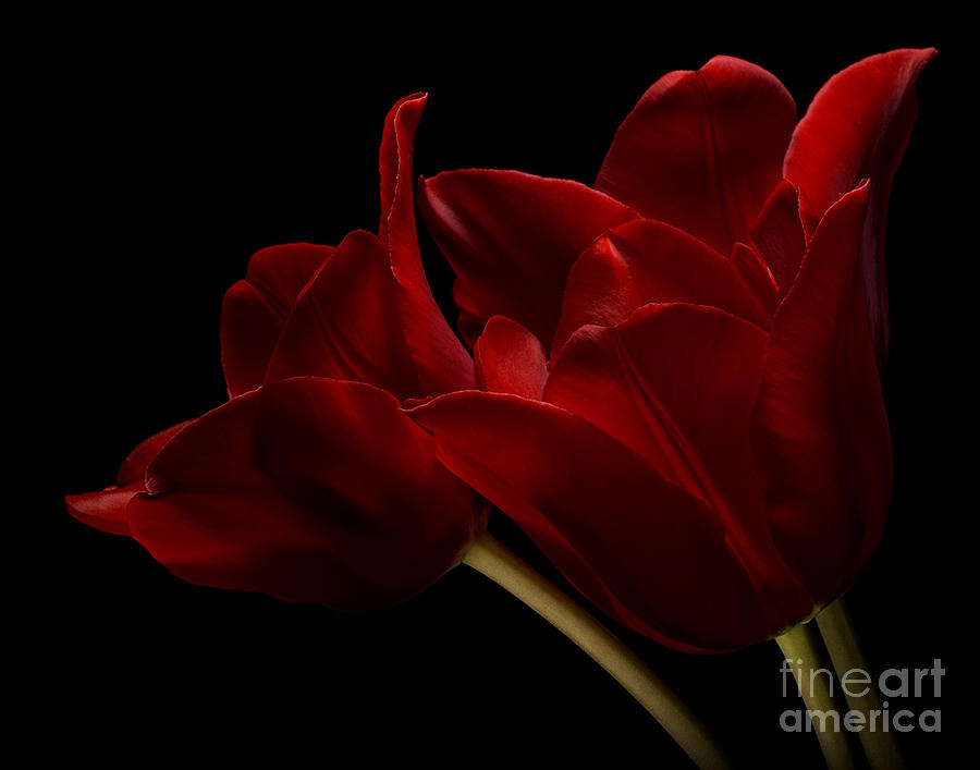 Three Red Tulips Photograph by Art Whitton