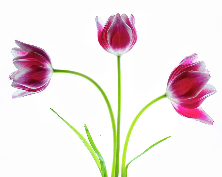 Three Red Tulips on White Photograph by Rebecca Cozart