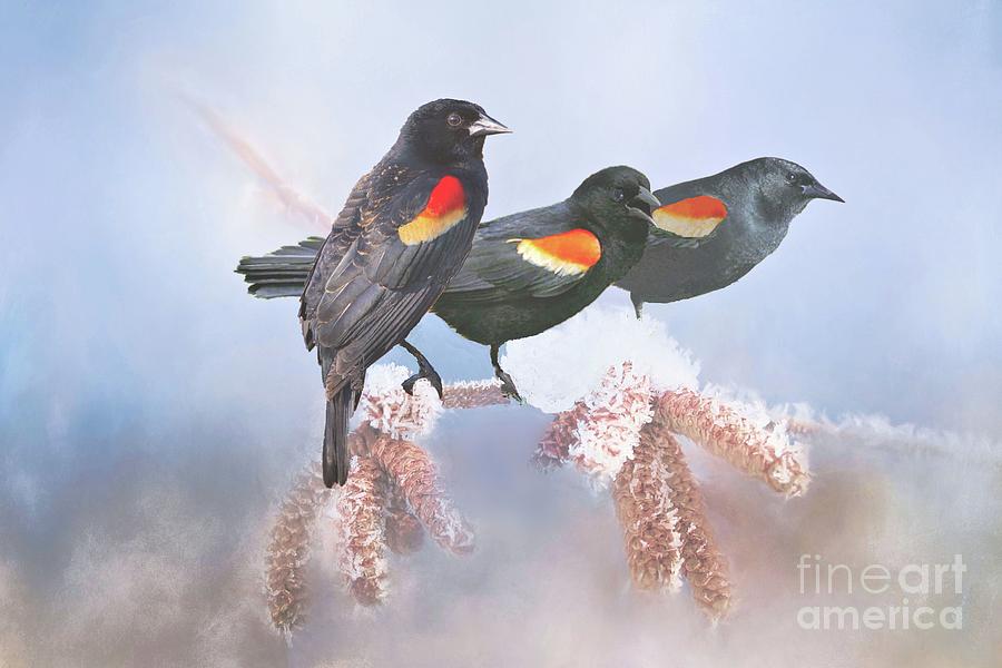 Three Red-Winged Blackbirds in a Row Photograph by Janette Boyd