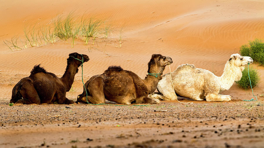 Three Resting Camels Photograph by Lindley Johnson