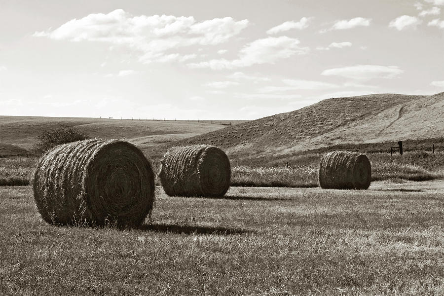 Three Rolls of Hay Photograph by Lorraine Devon Wilke